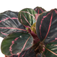 Calathea 'Dottie'