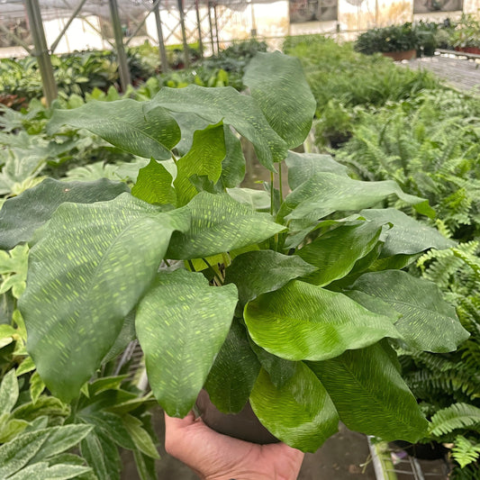 Calathea 'Musaica'