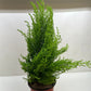Cypress Lemon