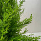 Cypress Lemon