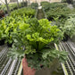 Bird's Nest Leslie Fern indoor plant
