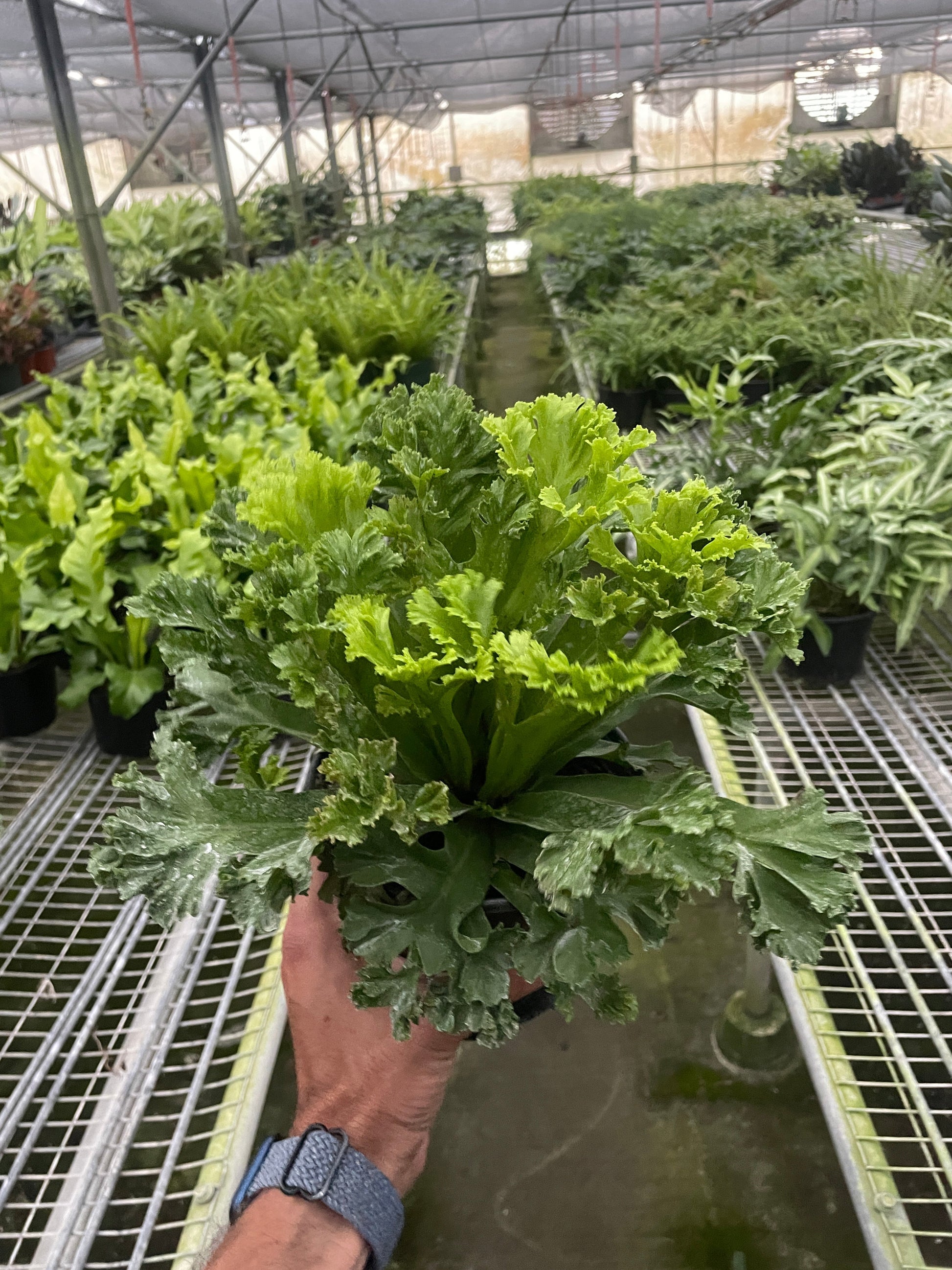 Bird's Nest Leslie Fern indoor plant