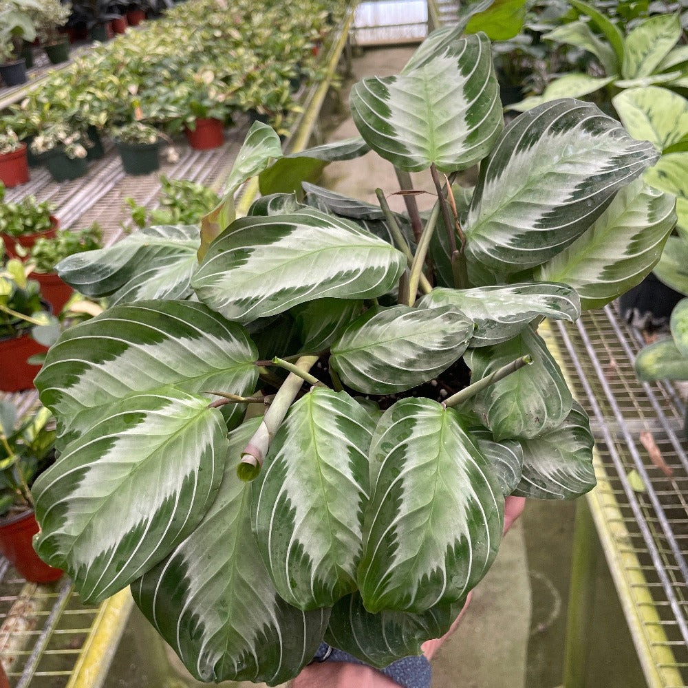 maranta silver band