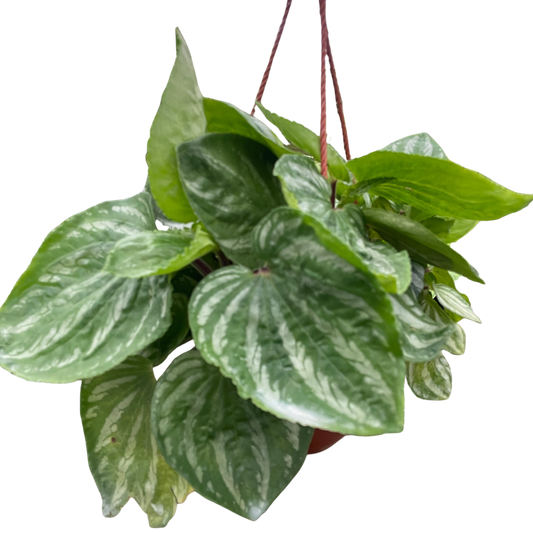 Hanging green plant with variegated leaves on a white background