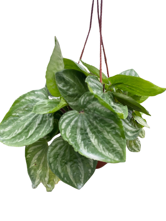 Hanging green plant with variegated leaves on a white background