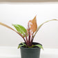Philodendron Prince of Orange indoor plant