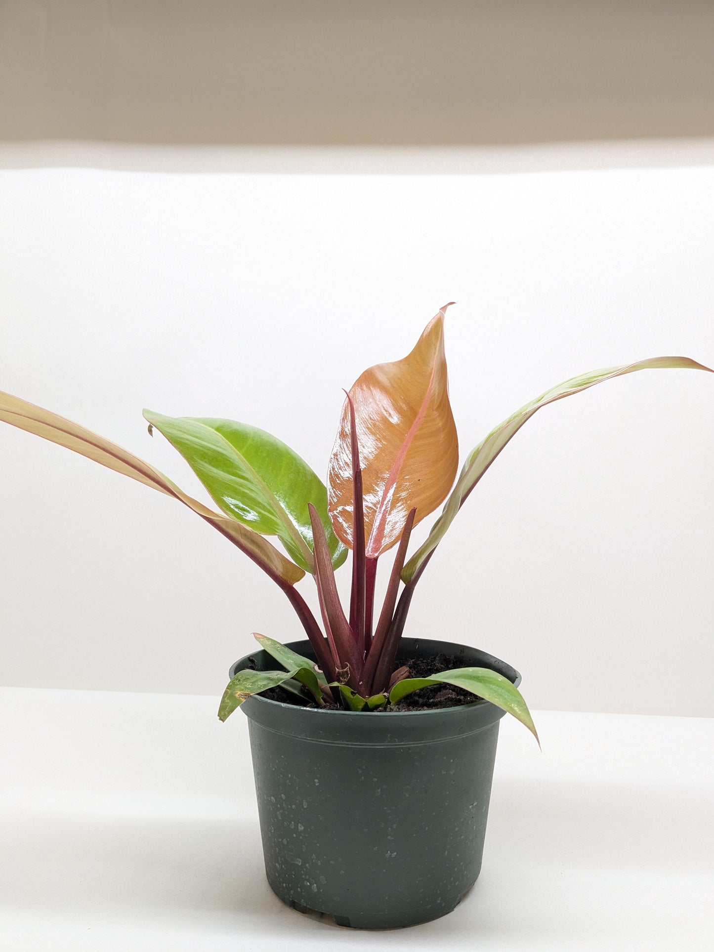 Philodendron Prince of Orange indoor plant