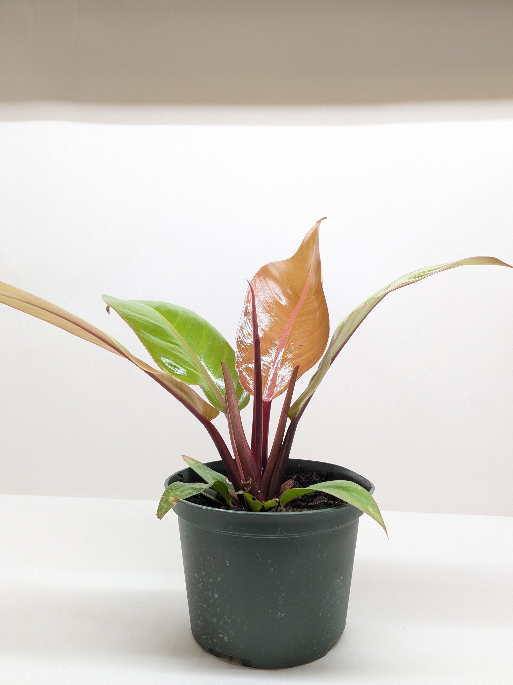 Philodendron Prince of Orange indoor plant