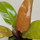 Philodendron Prince of Orange indoor plant