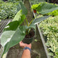 Philodendron 'White Princess' Media 2 of 2