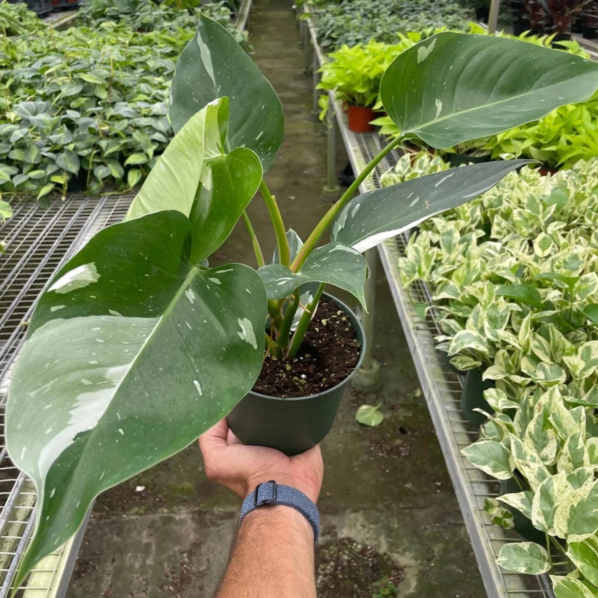 Philodendron 'White Princess' Media 2 of 2