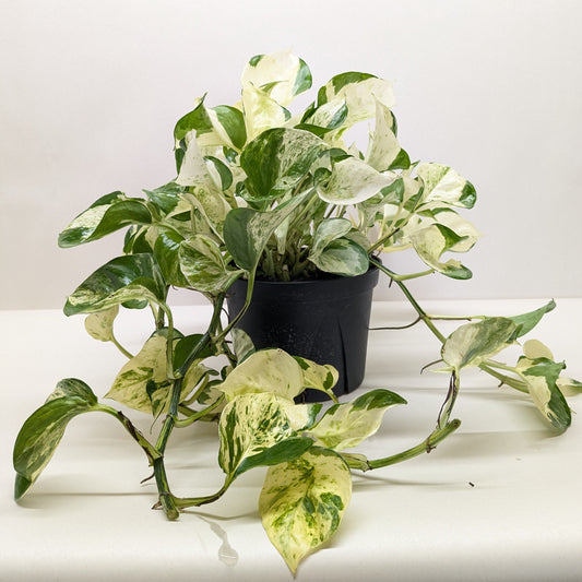 Potted plant with green and yellow leaves on a white surface
