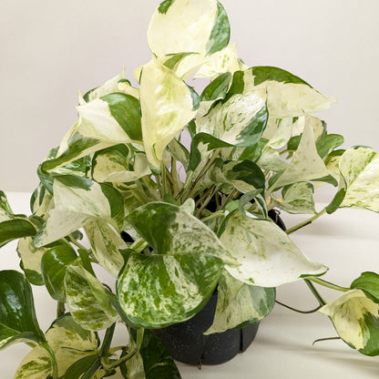 Pothos Manjula indoor plant
