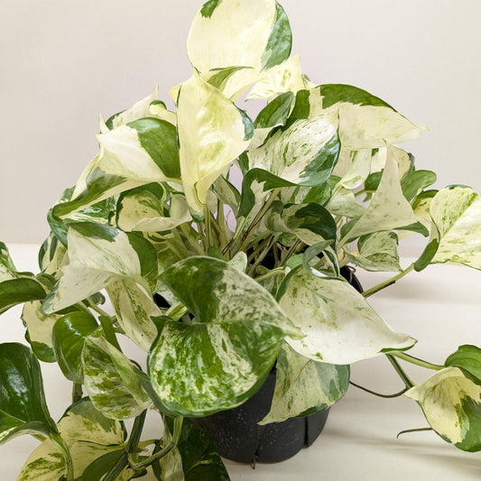 Pothos Manjula