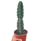 Succulent Cereus Cuddly Cactus
