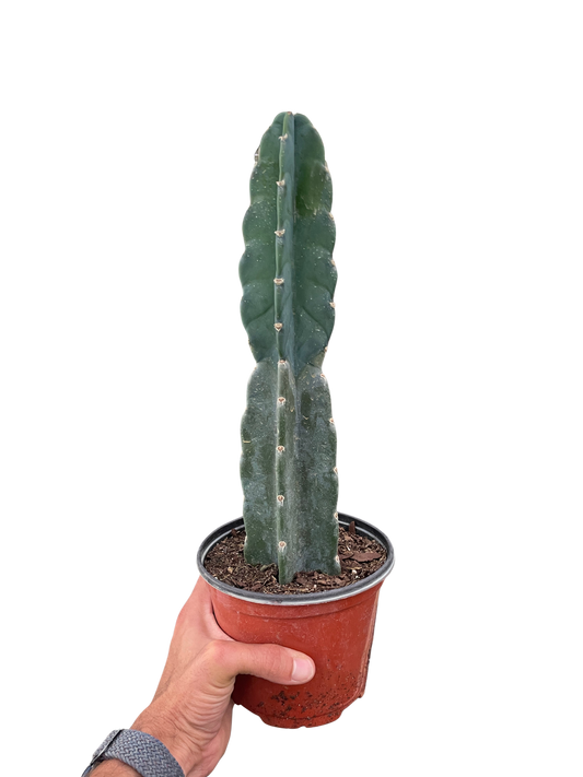 Succulent Cereus Cuddly Cactus indoor plant