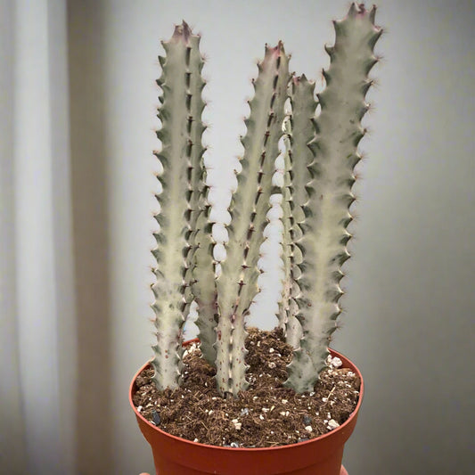 Succulent Euphorbia 'Dragon Bone' Media 3 of 3     Analyzing image