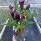 Calla Lily