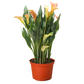 Calla Lily