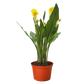 Calla Lily