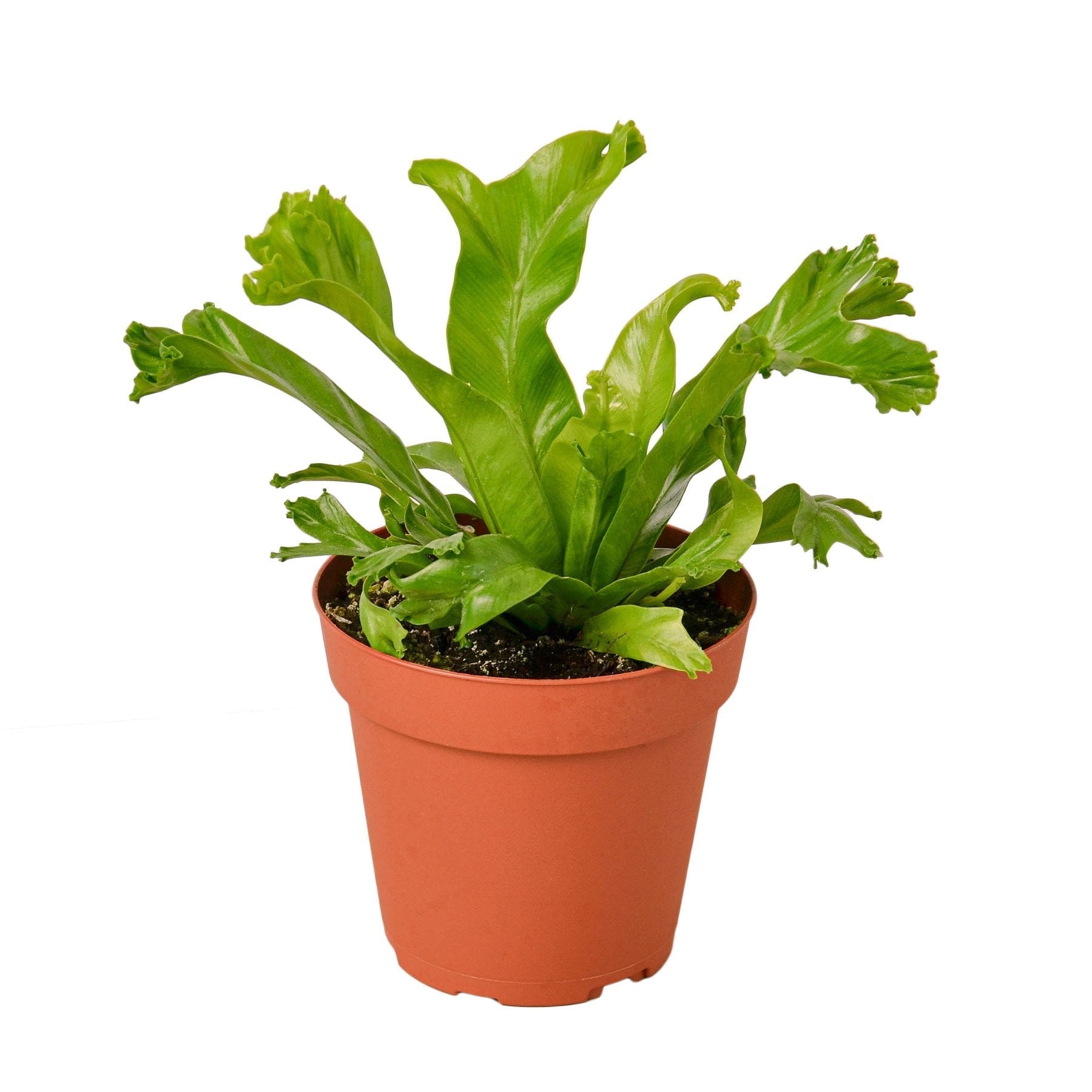 Bird's Nest Leslie Fern indoor plant