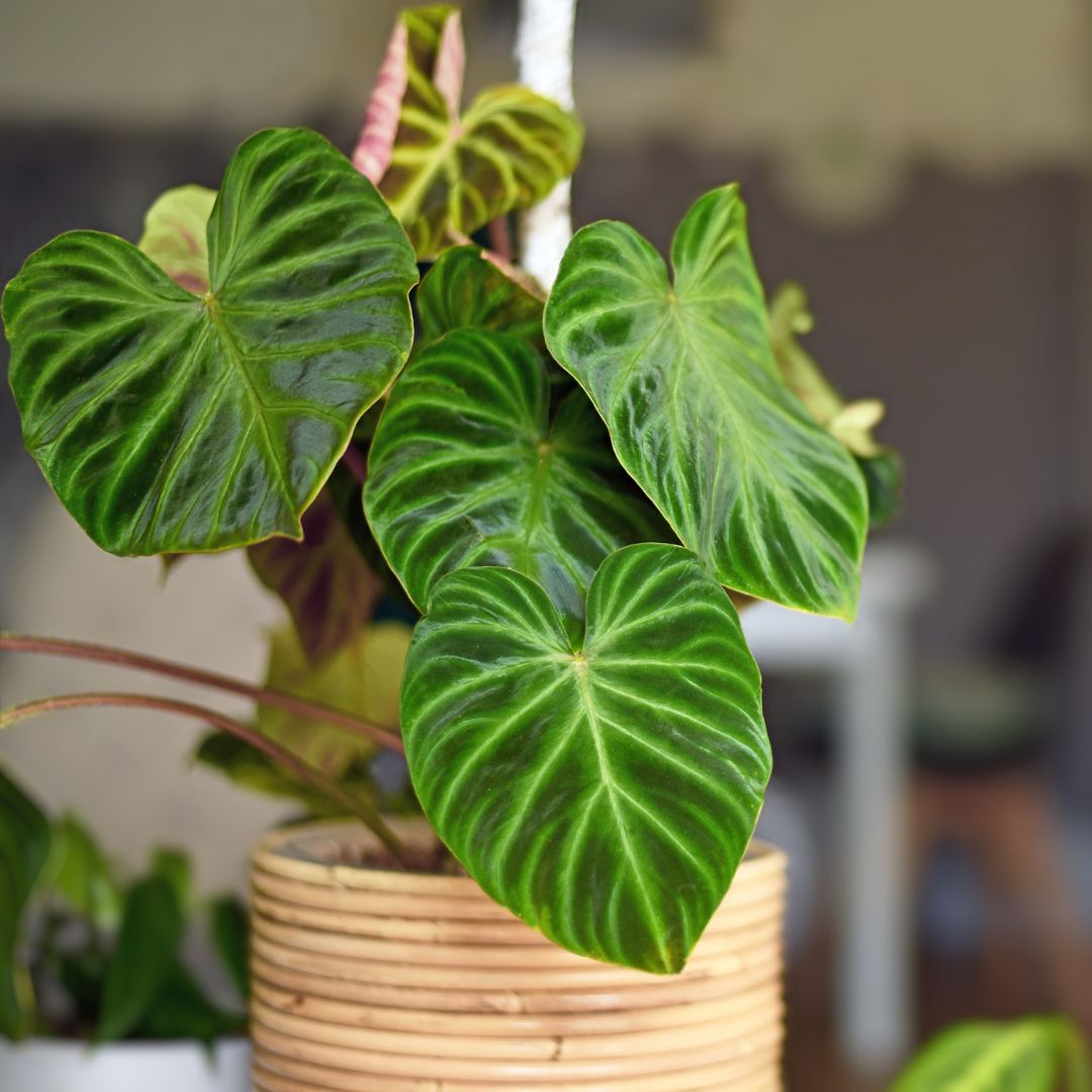 Philodendron 'Verrucosum'