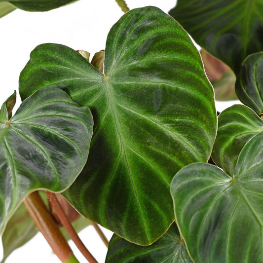 Philodendron 'Verrucosum'