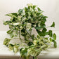 Pothos Manjula indoor plant