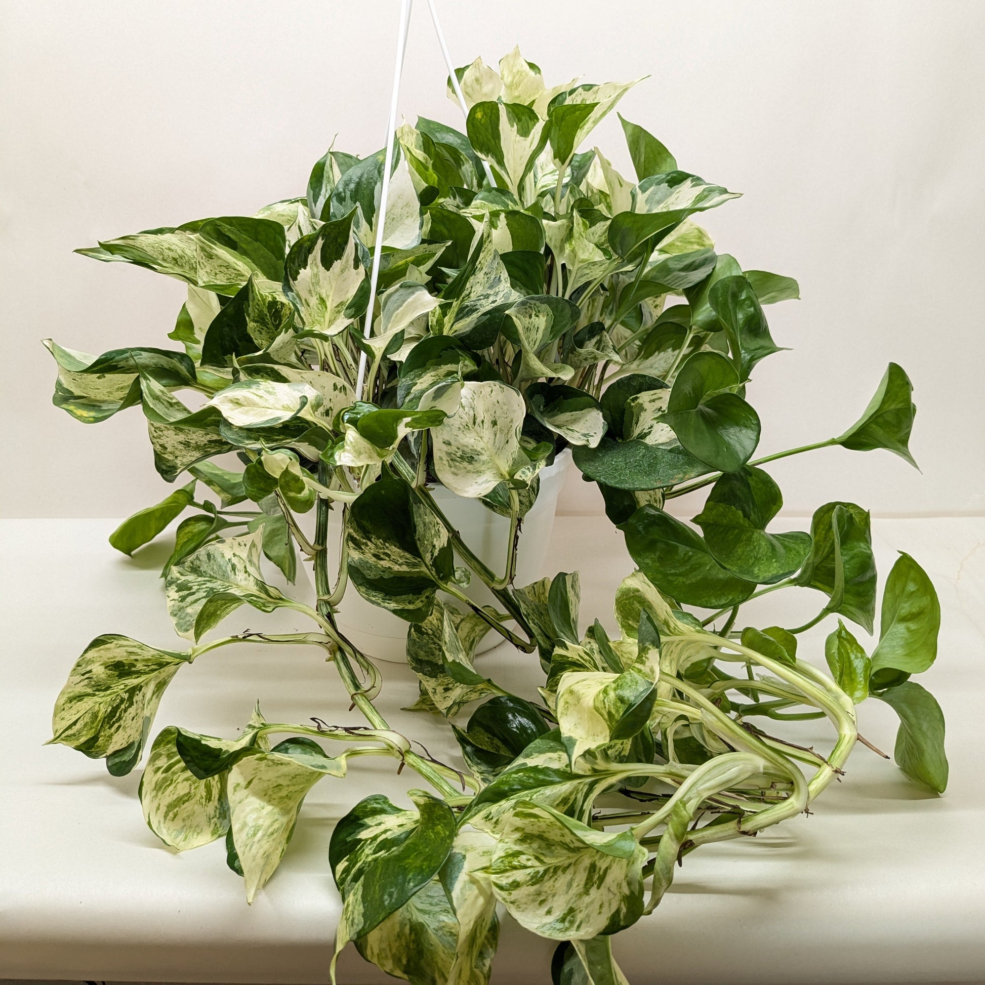 Pothos Manjula indoor plant