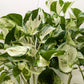 Pothos Manjula indoor plant