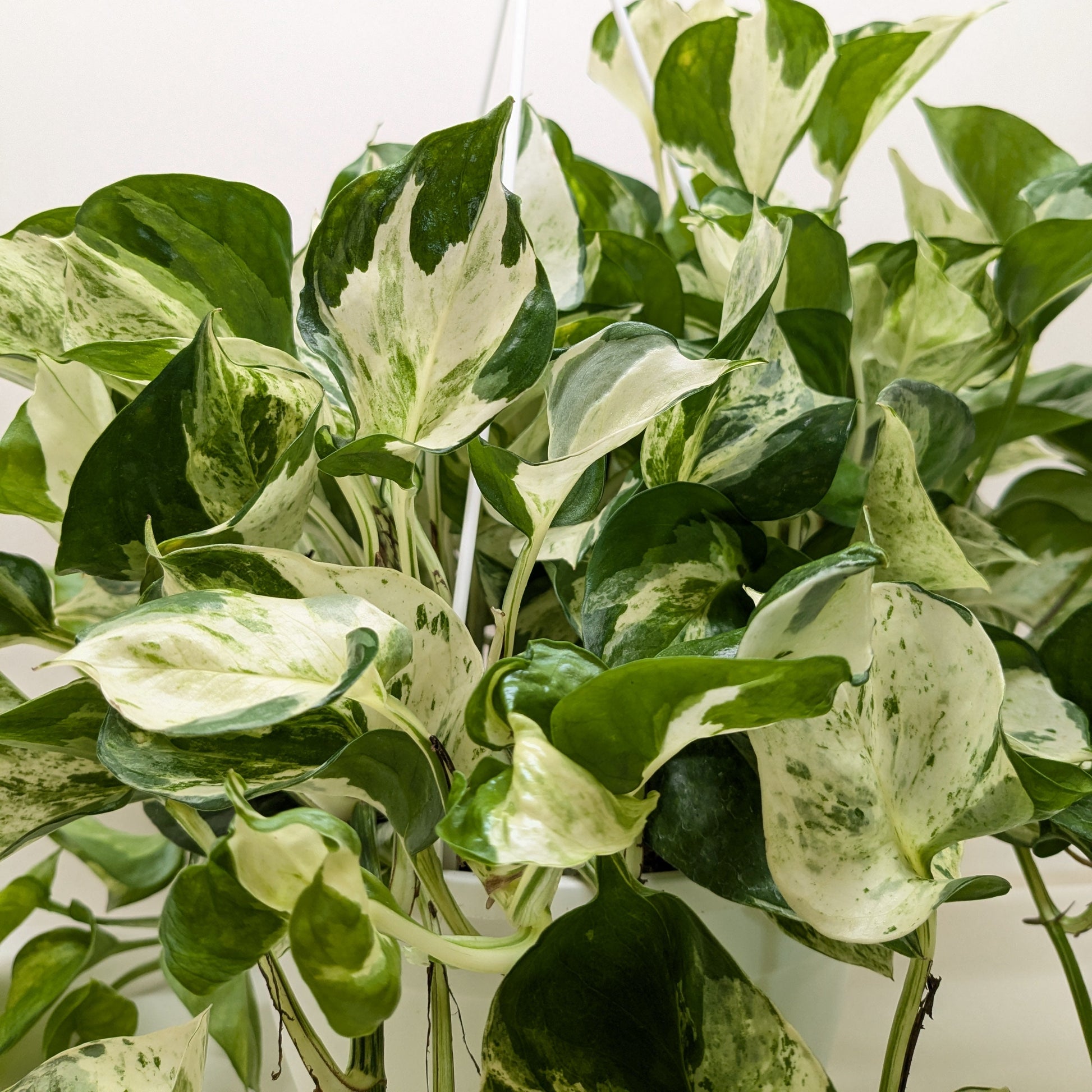 Pothos Manjula indoor plant