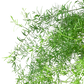 Fern 'Sprengeri', asparagus fern