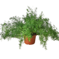 Fern 'Sprengeri', asparagus fern