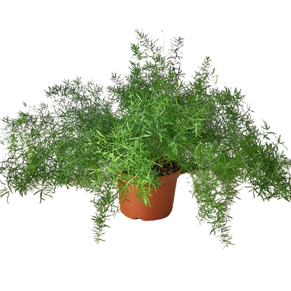 Fern Sprengeri indoor plant