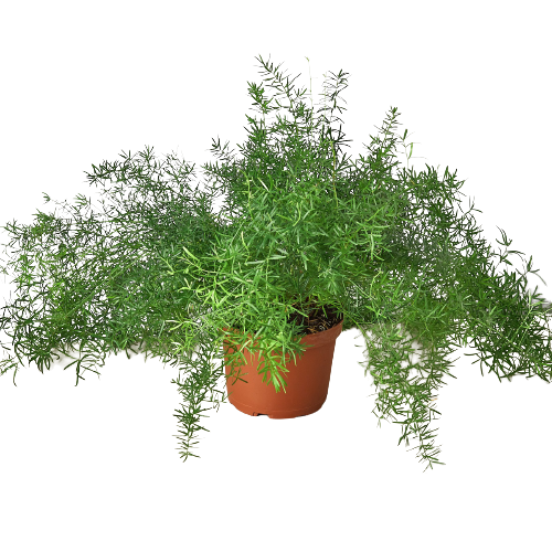 Fern 'Sprengeri', asparagus fern