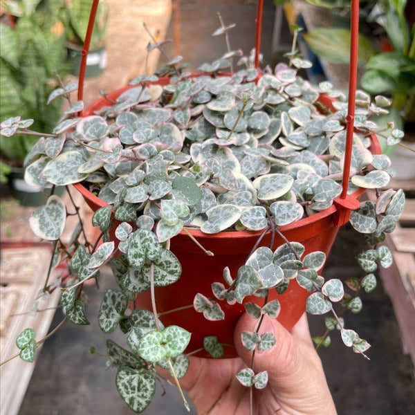 variegated string of hearts succulent Buy Variegated String of Hearts
