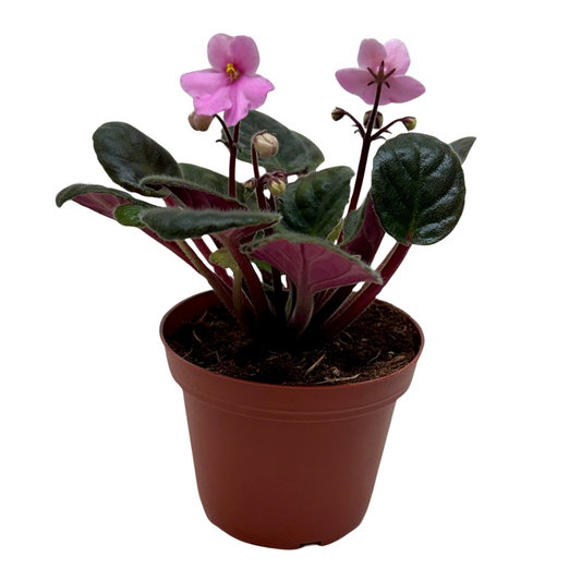 Potted plant with pink flowers on a white background