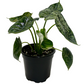 Alocasia 'Dragon Scale Mint'
