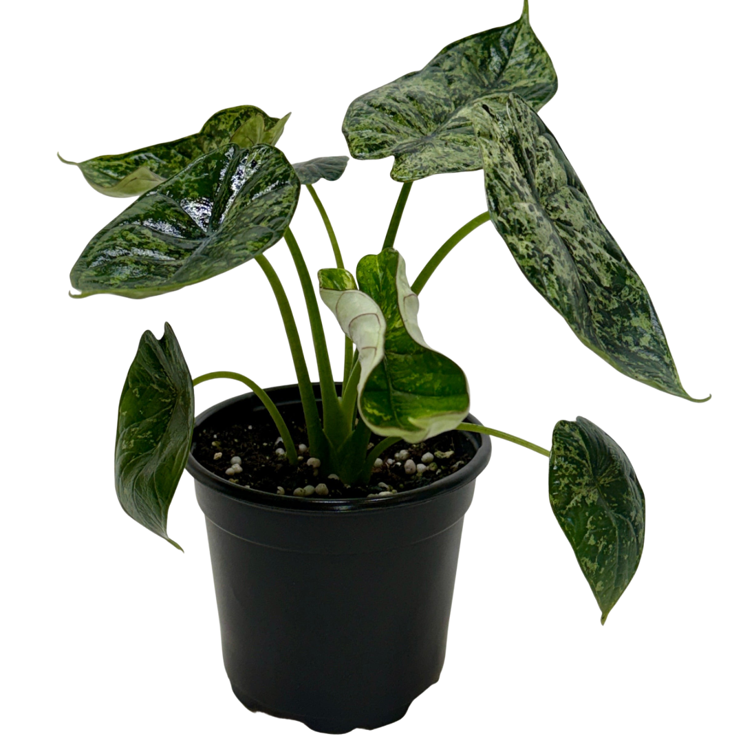 philodendron dragon scale Buy Alocasia Dragon Scale Mint