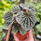 Peperomia 'Burbella'