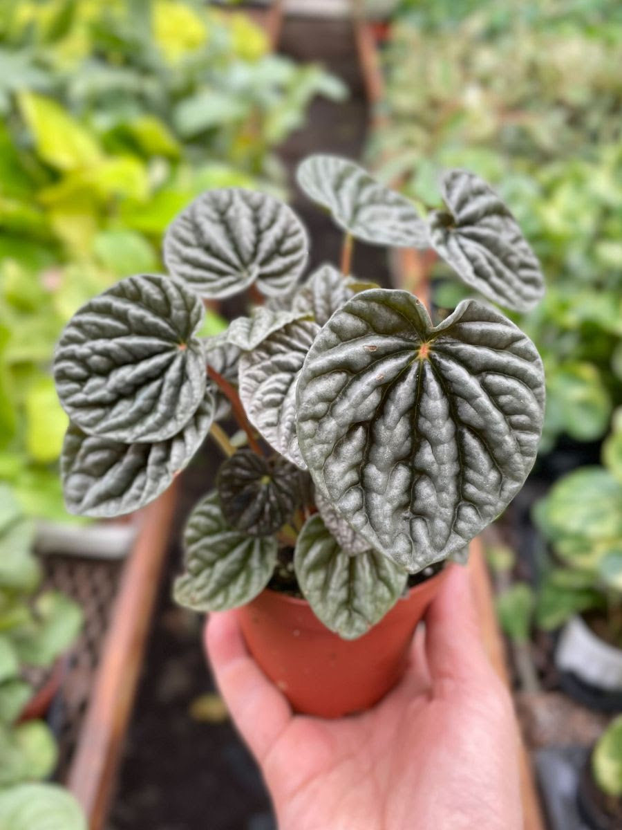 Peperomia 'Burbella'