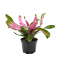Bromeliad Donna indoor plant