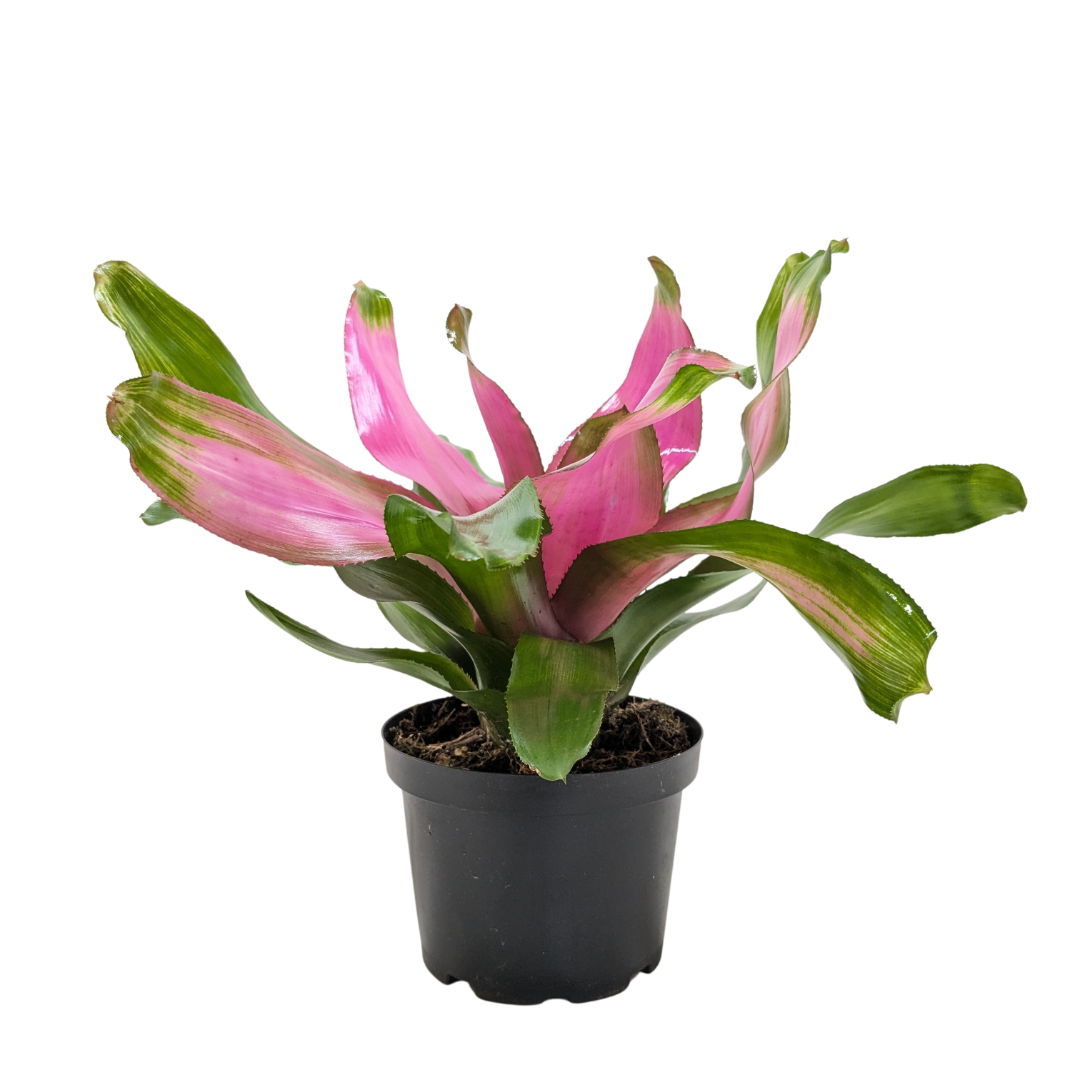 Bromeliad Donna indoor plant