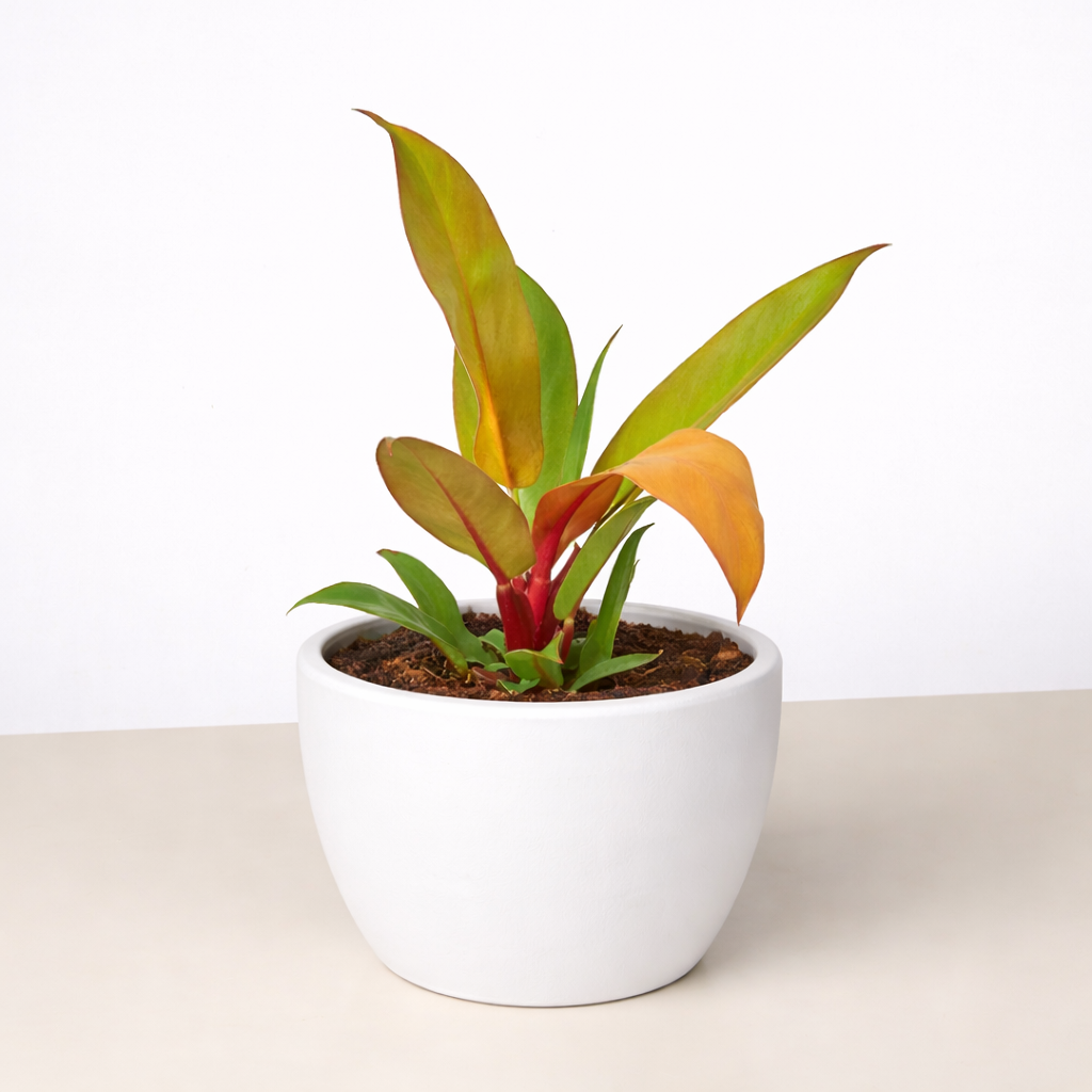 Philodendron Prince of Orange indoor plant