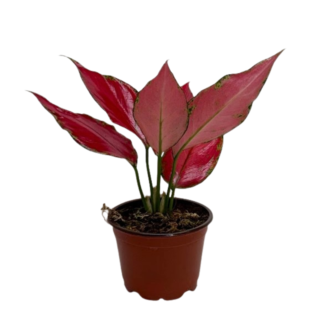 Chinese Evergreen Ruby Garuda indoor plant