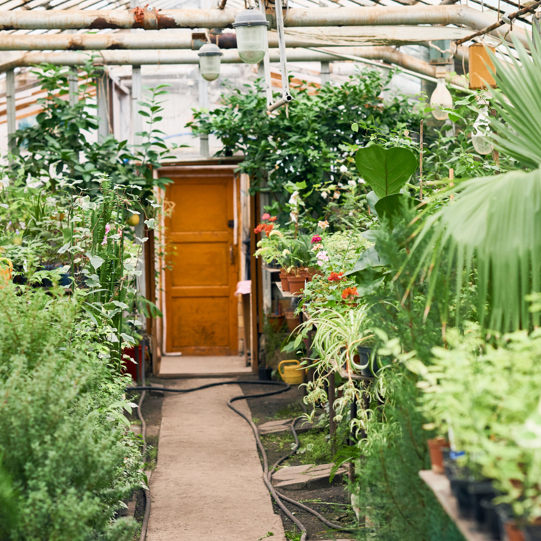 best online plant shop to buy indoor plants, houseplants, succulents, corporate gifts