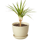 Dracaena 'Marginata Cane'