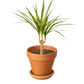 Dracaena 'Marginata Cane'