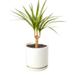 Dracaena 'Marginata Cane'