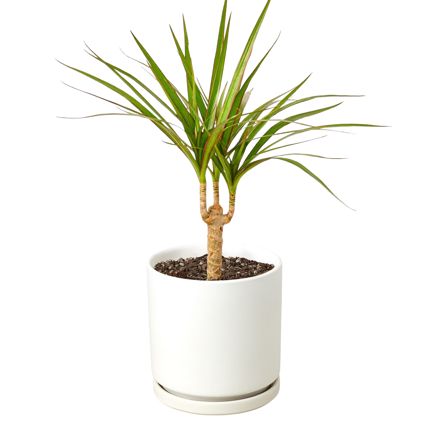Dracaena 'Marginata Cane'
